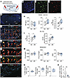 Chemogenetic stimulation of MC4R+ neurons in the RTN (ventral to the facial