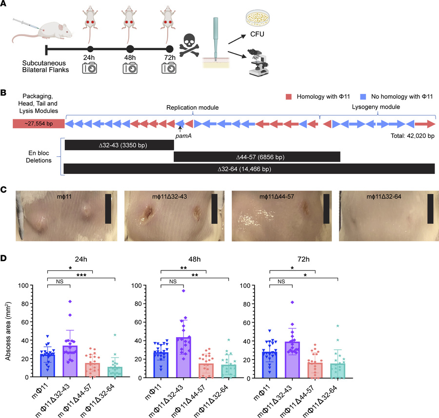 Effect of en bloc deletions on the mΦ11-mediated skin abscess phenotype....