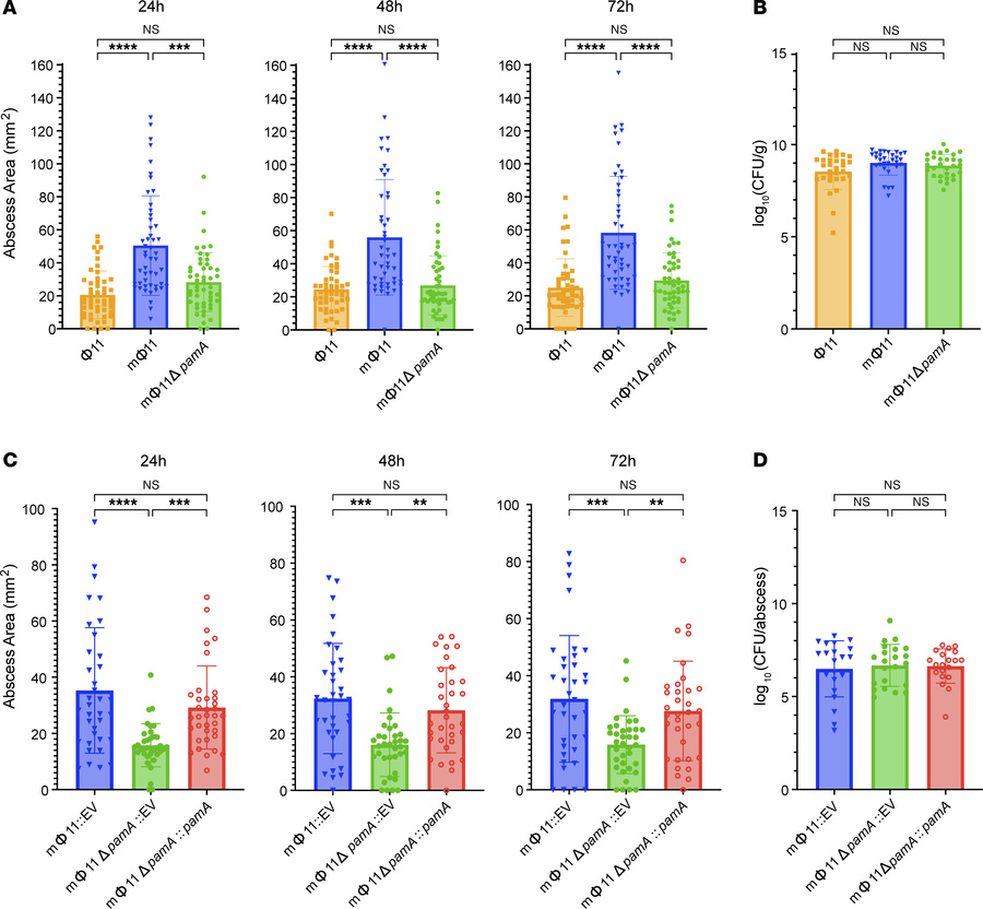 mΦ11 phage adenine methyltransferase increases skin abscess size without...