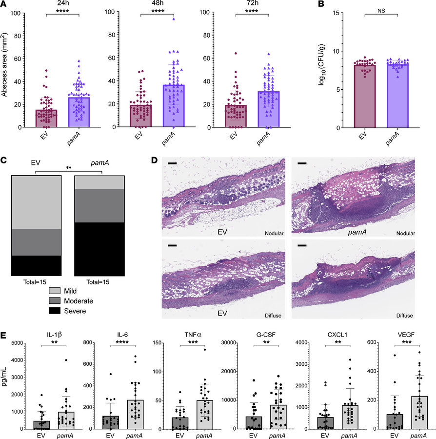 
pamA increases skin abscess size and inflammation in the absence of mΦ1...
