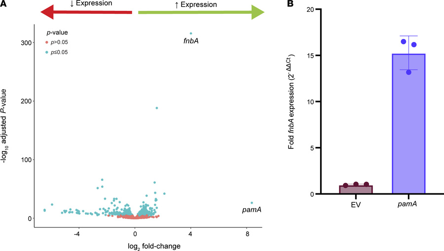 
pamA induces widespread transcriptional changes, including a large incr...