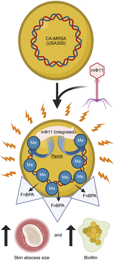 graphical abstract