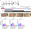 Effect of en bloc deletions on the mΦ11-mediated skin abscess phenotype.