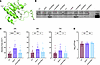 The pamA-mediated skin abscess phenotype depends on the methylase activity