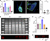 pamA methylase increases biofilm production through fnbA (FnBPA).
