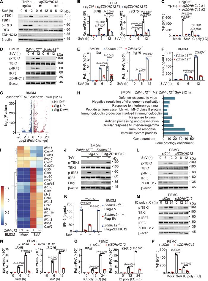 
ZDHHC12 deficiency impairs cellular antiviral responses.
(A and B) WT (...