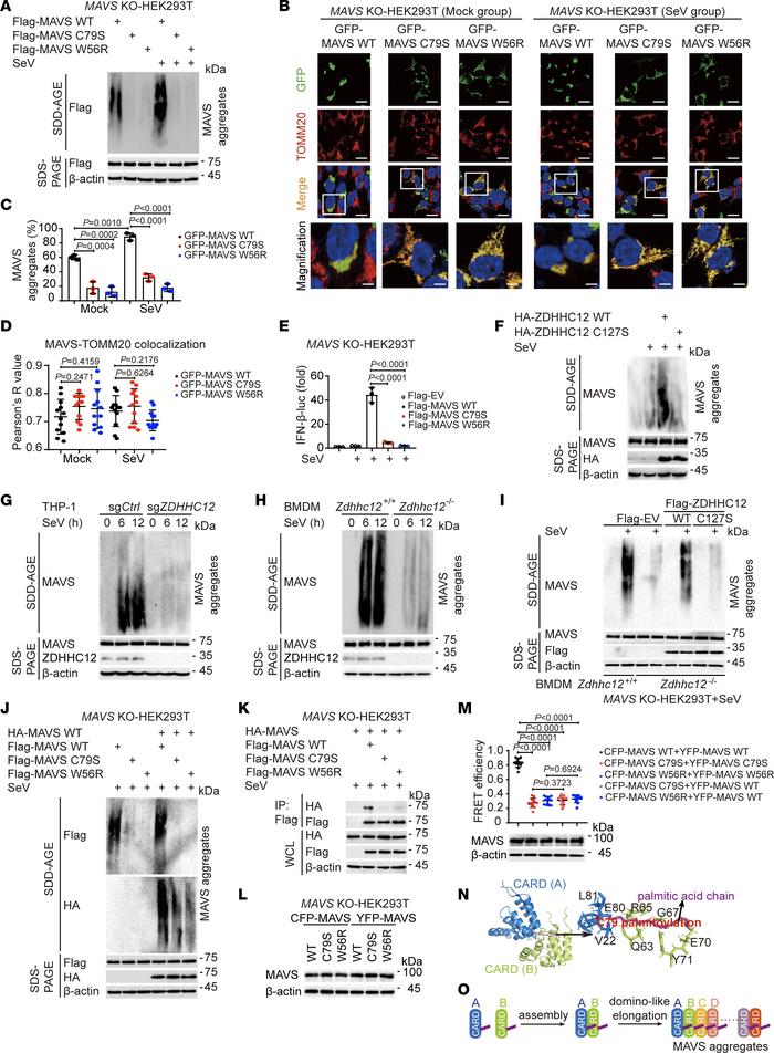 Palmitoylation is essential for MAVS aggregation.
(A) Immunoblot and SDD...