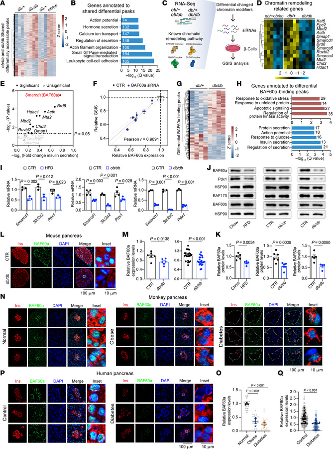 Multi-omics profiling identifies BAF60a inactivation as a key mediator o...