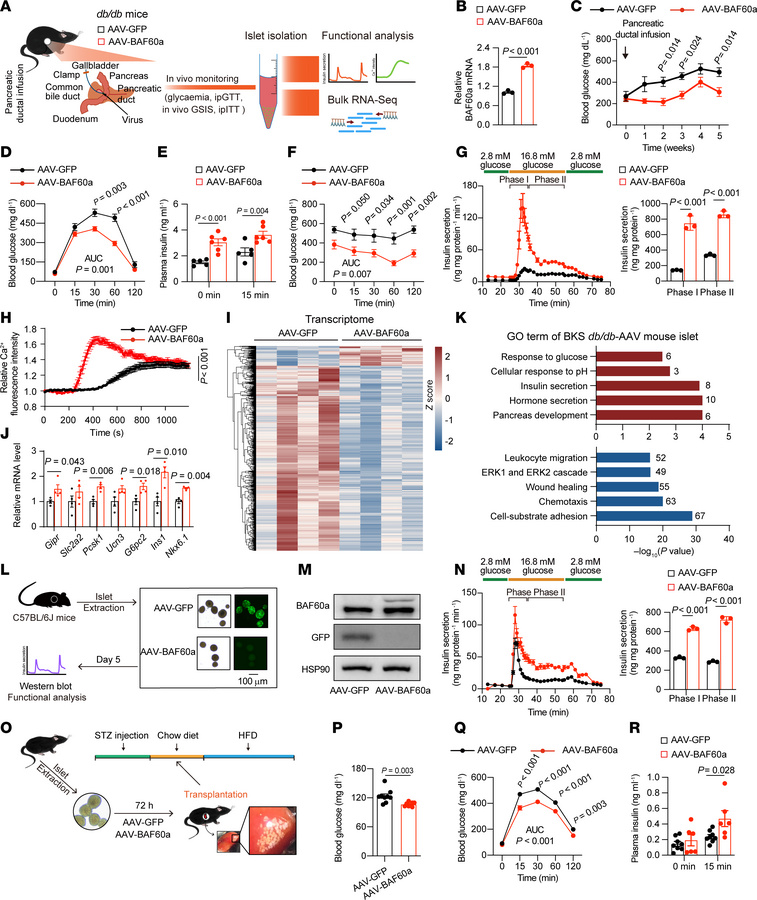 AAV-mediated overexpression of BAF60a preserves β cell function and gluc...