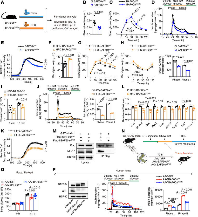 Mice carrying the BAF60aV278M mutation exhibit impaired insulin secretio...