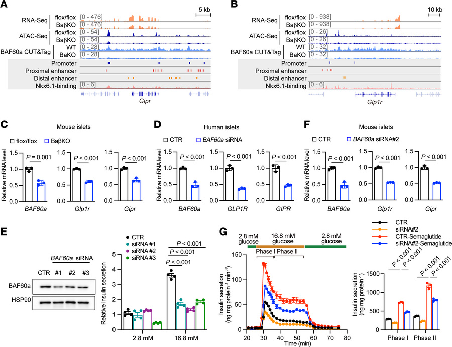 BAF60a contributes to the therapeutic benefits of GLP-1R agonists by mod...
