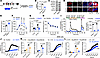 Ablation of BAF60a in β cells impairs insulin (Ins) secretion and glucose (