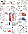 AAV-mediated overexpression of BAF60a preserves β cell function and glucose