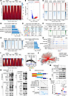 BAF60a modulates β cell function via Nkx6.1-dependent chromatin remodeling.