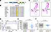 Human BAF60aV278M mutation impairs β cell insulin secretion.