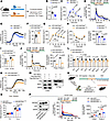 Mice carrying the BAF60aV278M mutation exhibit impaired insulin secretion a