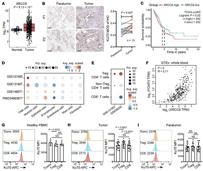 Increased Ku70 expression indicates an adverse prognosis in LUAD, partic...