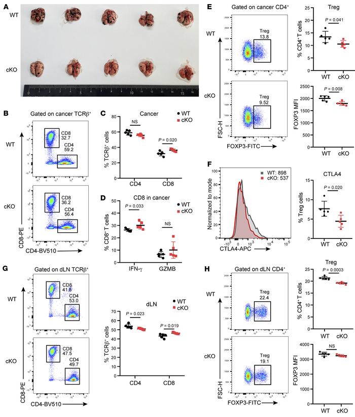 Tregs with Ku70 depletion trigger robust immune responses to restrain me...