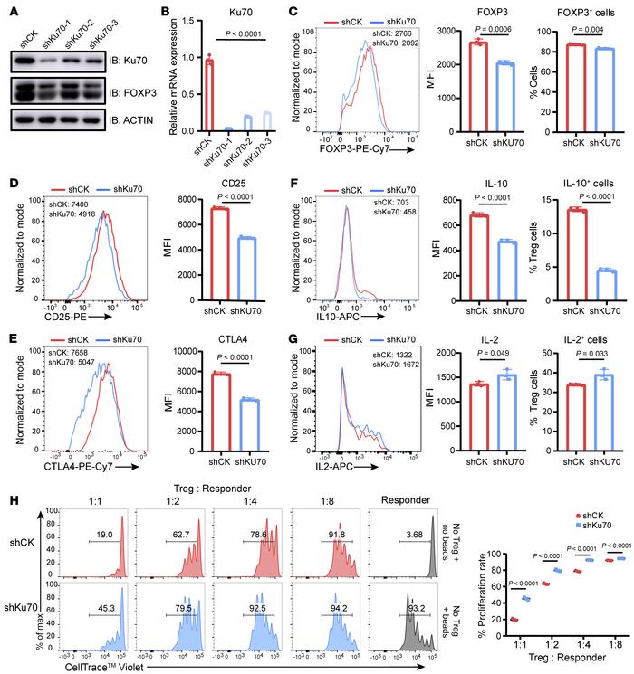 Human iTreg suppressive function is compromised upon knockdown of Ku70.
...