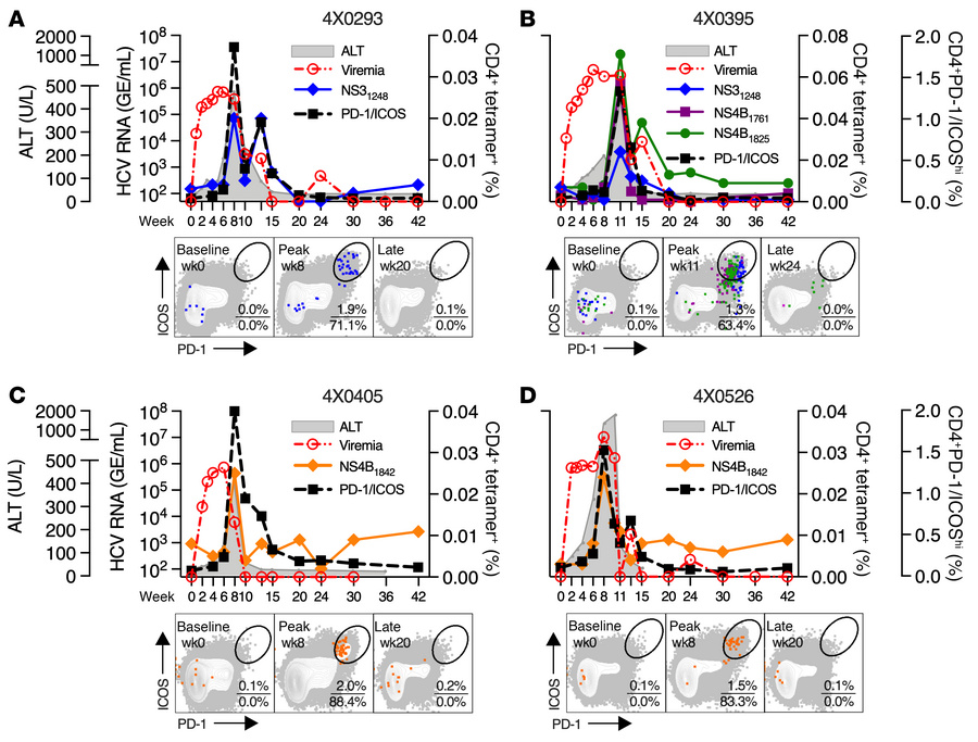 HCV class II tetramer–positive CD4+ T cells.
(A–D) Circulating CD4+ T ce...