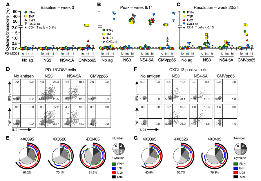 Function and HCV specificity of circulating CD4+ T cells.
PBMCs from 3 a...