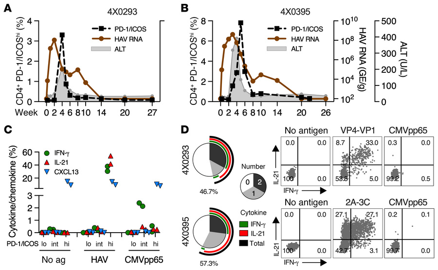 Tfh1 CD4+ T cell response in HAV infection.
ALT and fecal HAV RNA titers...