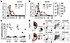 Tfh1 CD4+ T cell response in HAV infection.