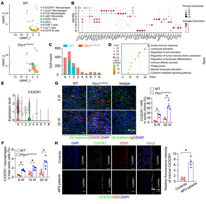 CX3CR1+ macrophages accumulated in the intima of thoracic aortas of MFS ...