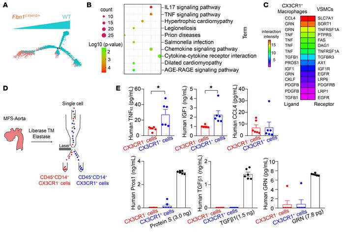 Ligand-receptor interactions between CX3CR1+ macrophages and VSMCs in MF...