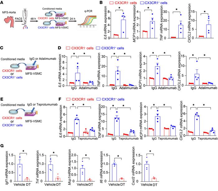 TNF-α– and IGF1-mediated intimal CX3CR1+ macrophage-caused VSMC inflamma...