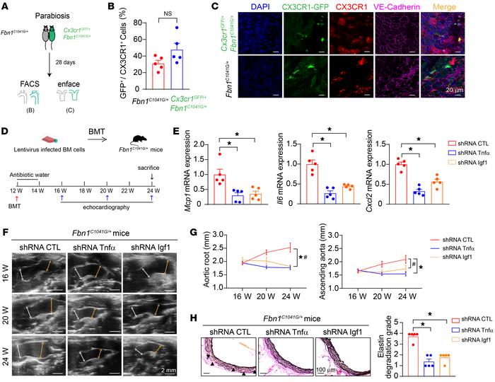 CX3CR1+ macrophages originated from bone marrow–derived circulating mono...