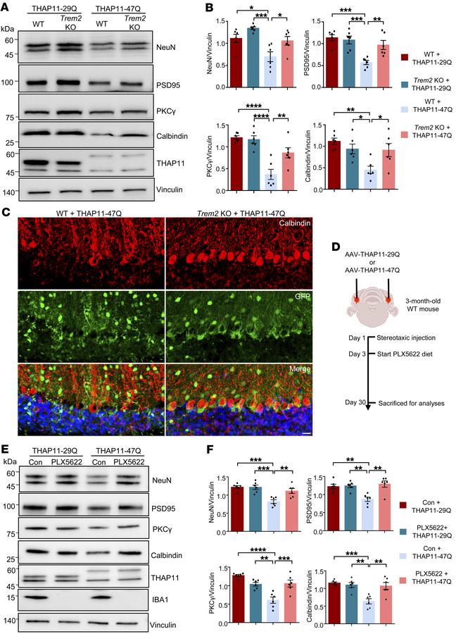 Loss of TREM2 attenuates mutant THAP11 neurotoxicity.
(A) Western blotti...