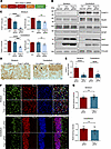 Knockdown of THAP11 does not affect neuronal survival in adult mice.