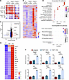 Transcriptome analysis reveals microglial activation in the presence of mut