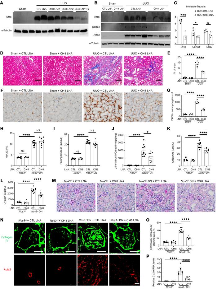 Cf48 LNA administration reduces renal fibrosis and inflammation in mouse...