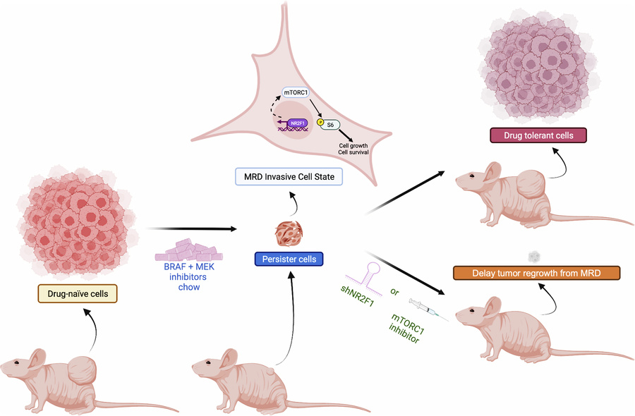graphical abstract