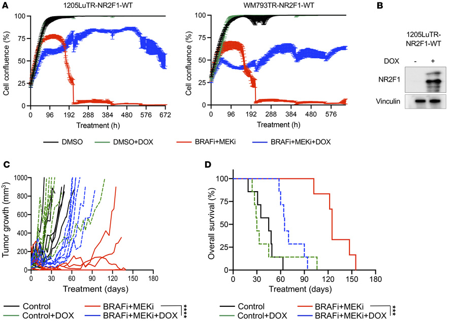NR2F1 overexpression promotes tumor relapse following BRAF and MEK inhib...