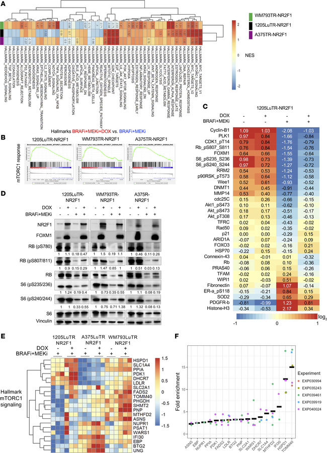 NR2F1 overexpression upregulates cell proliferation and mTORC1 signaling...
