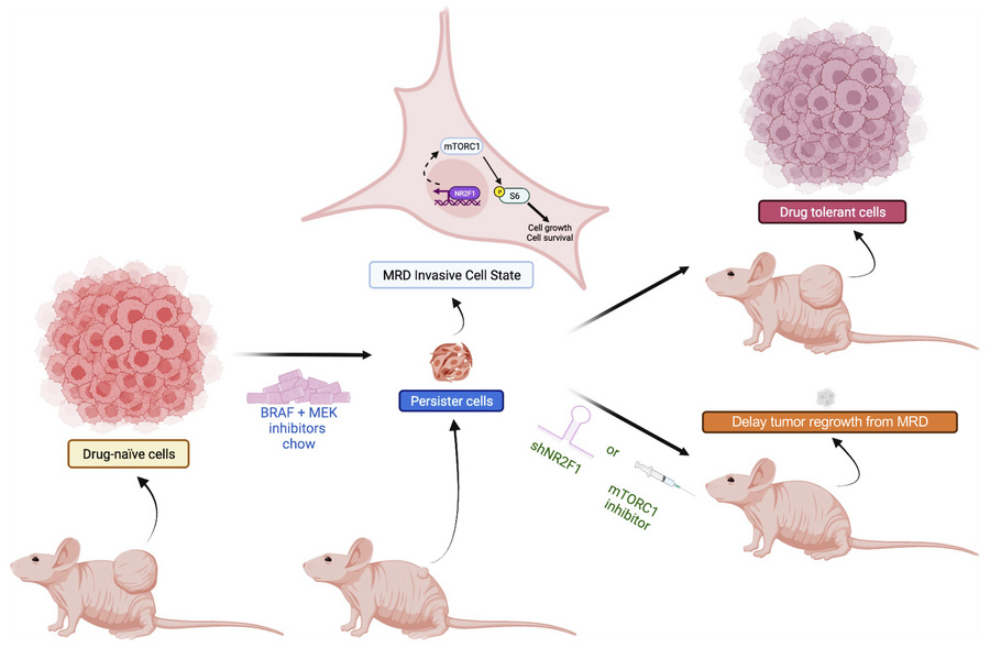 Role of NR2F1 in the persistence of MRD in melanoma.
BRAFi + MEKi–tolera...
