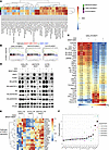 NR2F1 overexpression upregulates cell proliferation and mTORC1 signaling fo