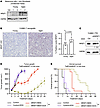 NR2F1 is overexpressed in aged BRAF-mutant melanoma models.