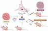 Role of NR2F1 in the persistence of MRD in melanoma.