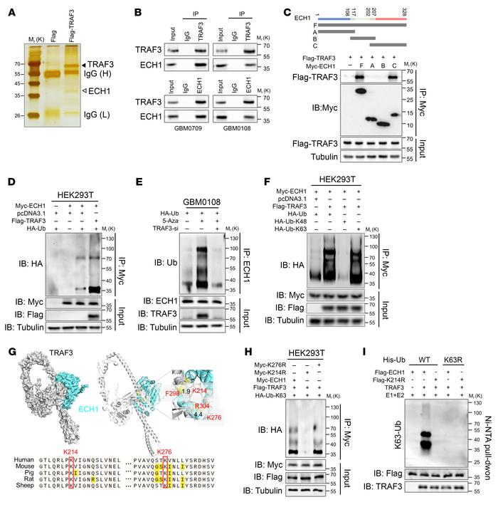 TRAF3 interacts with ECH1 and promotes K63-linked ubiquitination of ECH1...