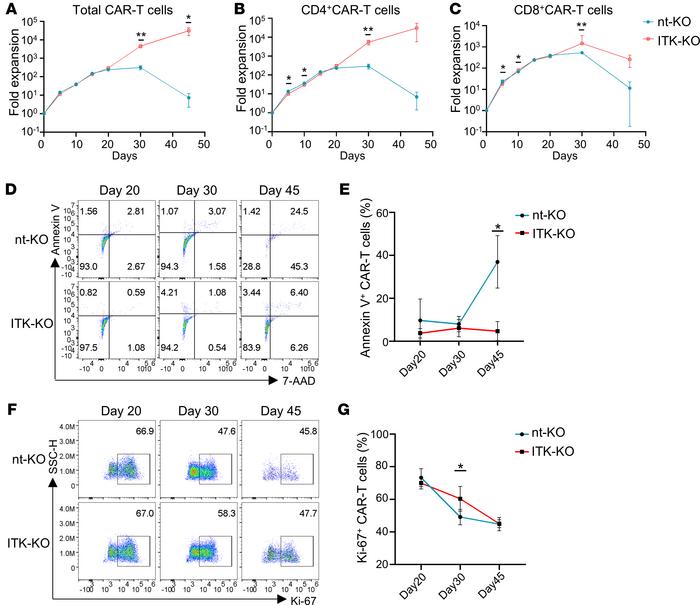 ITK deficiency promotes long-term expansion of CD19-CAR-T cells in vitro...