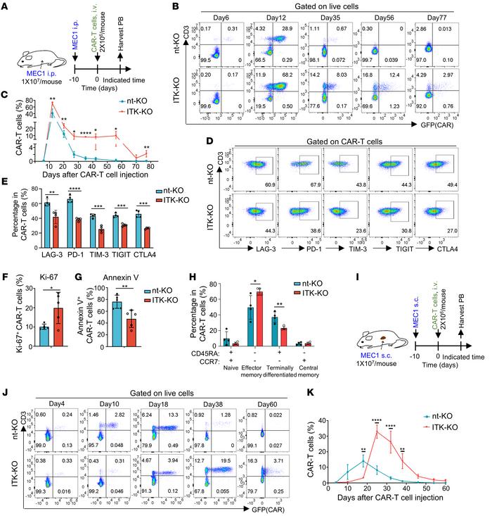 
ITK deficiency enhances expansion and long-term persistence of CD19-CAR...