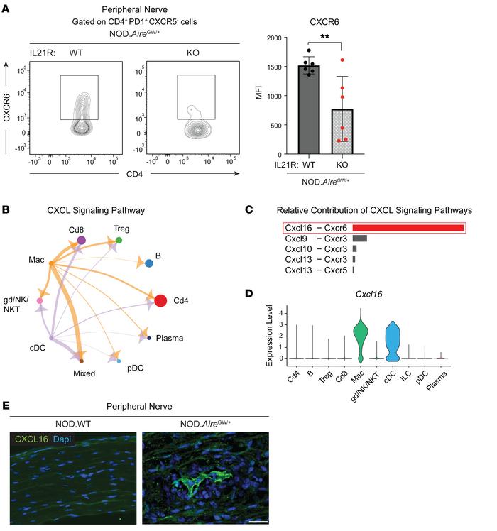 IL-21–mediated CXCR6 upregulation is required for the recruitment of CD4...