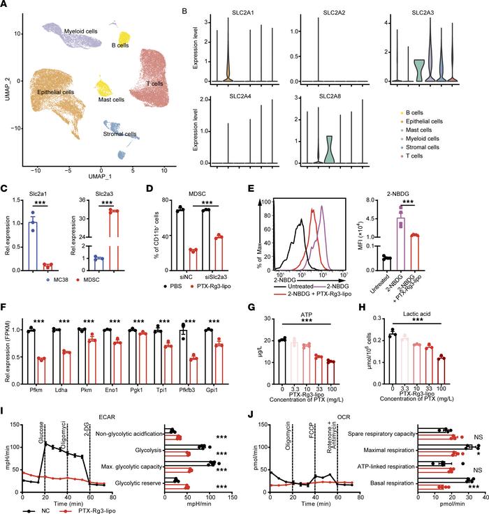 PTX-Rg3-lipo inhibits MDSC glycolysis via Glut3.
(A and B) Uniform manif...