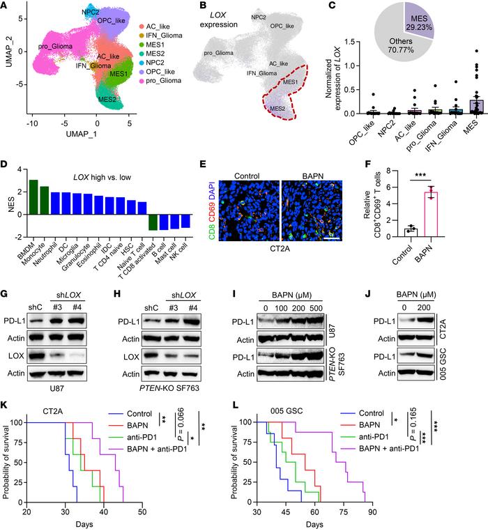 LOX inhibition improves the efficacy of anti-PD1 therapy.
(A) High-resol...