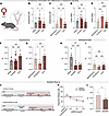 Ovarian hormones are required for sex differences in basal dopamine functio
