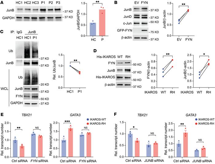 IKAROS GOF enhances Th2 polarization through the FYN/ITCH/JunB axis.
(A)...